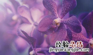 兰花的养护管理有哪些 兰花的养护和管理