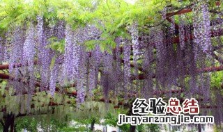 藤萝怎么养 藤萝养殖流程