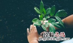 好朋友搬家送棵发财树怎么养 发财树如何养