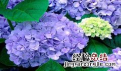 绣球花水养注意事项 绣球花水养花期多久