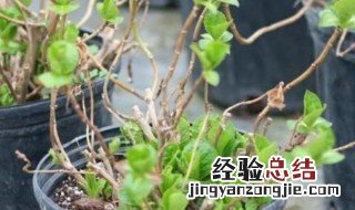 绣球花怎么发芽 绣球花怎么种植长芽长叶