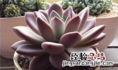 多肉植物奥普琳娜怎么养 多肉植物奥普琳娜的冬季养护