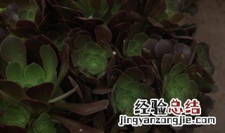 黑法师怎么水培养殖方法 黑法师的养殖方法