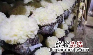 白木耳隔夜可以吃吗 泡好的白木耳隔夜可以吃吗