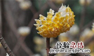 结香养护要点 结香怎么养护