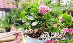 长寿花的种植管理及养护方法 长寿花的种植管理及养护方法图片