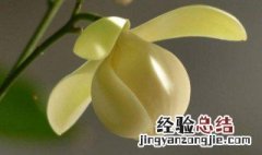 夜合花的四季养殖护方法 夜合花的养殖方法和注意事项