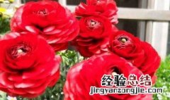 怎么养玫瑰花啊 玫瑰花养殖方法介绍