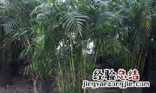 夏威夷竹子怎么浇水方法 夏威夷竹子怎么浇水方法图片