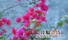 三角梅开花后如何养殖方法 三角梅开花后如何养殖