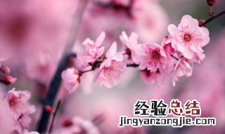 梅花的栽培与养护技术 梅花的栽培与养护