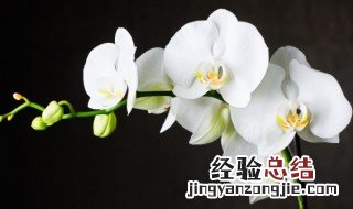 紫茎泽兰的栽培和养护方法 紫茎泽兰的栽培和养护方法有哪些