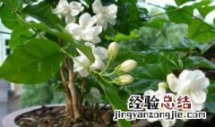 茉莉花的栽培与养护方法 茉莉花的栽培与养护