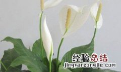 一帆风顺花怎么养浇水 一帆风顺花怎么养水养