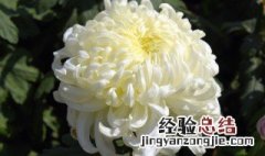 如何欣赏菊花 如何欣赏菊花展