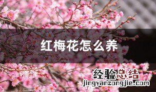 如何养红梅花 养红梅花的小妙招