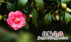 茶花冬天如何养殖方法 茶花冬天如何养殖