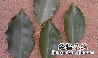 三匹罐是什么树的叶子 三匹罐是哪一种树的叶子