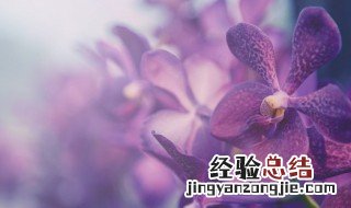 兰花在家里养有什么好处 兰花在家里养好吗