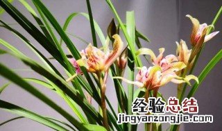 兰花怎么养才容易开花 兰花如何养殖才能开花