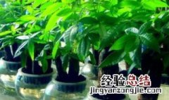 发财树在家中摆放位置 发财树在家中如何摆放