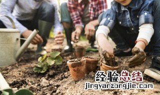 马齿苋栽培方法马齿苋养护技巧 马齿苋种植时间及技术要点