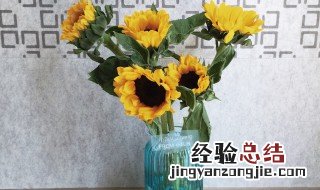 太阳花花瓶里怎么养 太阳花花瓶里如何养