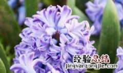 风信子旁边的芽能种吗 风信子侧芽能分株么