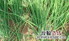 小葱种子种植方法 小葱种子怎么种植方法