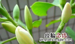 白兰花盆栽怎么养殖 白兰花盆栽怎么养殖的