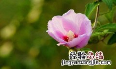 木锦花怎么养殖方法 木锦花养殖方法简述