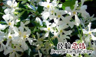 香水茉莉的养殖方法和注意事项法国 香水茉莉的养殖方法