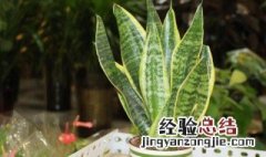 客厅养什么花和植物好 客厅养什么花和植物好看