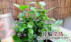 茉莉盆栽怎么养护和管理 茉莉盆栽怎么养