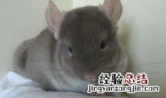 龙猫养殖方法 龙猫养殖方法和技巧