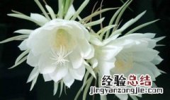 昙花养殖方法 昙花的养殖方法和修剪