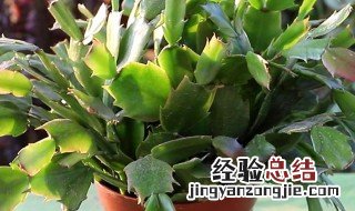 解瓜兰怎样养 解瓜兰的养殖方法
