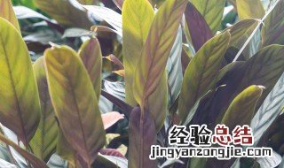 飞羽的养殖方法 飞羽的养殖方法和注意事项有哪些