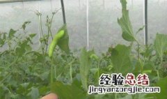 豆虫如何养殖 豆虫的养殖方法