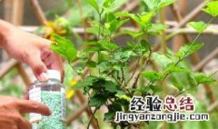 家庭茉莉花怎么养 家养茉莉花怎么养