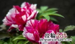 家里为什么不能种芍药 家里为什么不能养芍药