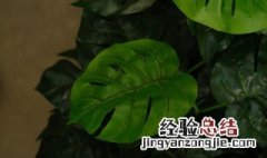 盆栽龟背竹花怎么养 盆栽龟背竹花怎么养殖