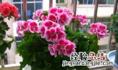 冬季家里养什么花好养 冬季家里养什么花好养活