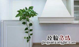 室内养哪种花可以吸收甲醛 室内养什么花吸甲醛