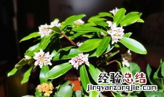 瑞香冬季开花期怎么养护 瑞香冬季开花期怎么养