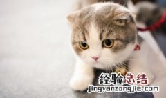 如何让父母让你养猫 怎么说服父母让你养猫