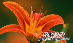 一枝花怎么养 一枝花应该如何养