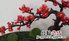 梅花盆景修剪步骤 梅花盆景如何修剪