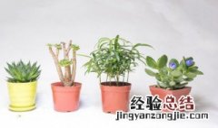 客厅植物风水详解图片 客厅植物风水详解