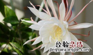 昙花开后花蕾怎么处理 昙花开后花蕾怎么处理视频